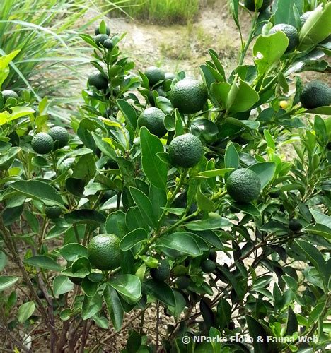 Kalamansi / Citrus microcarpa / Chinese orange / .